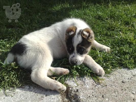 Kαλή τιμή!!!.Ποιμενικός Κεντρικής Ασίας – 300 euro